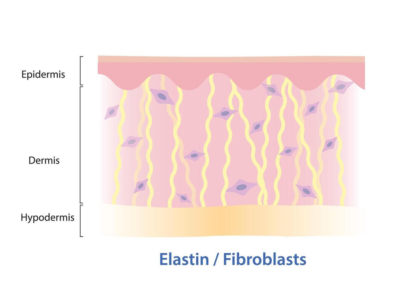 Elastin fibers and fibroblasts in dermis skin layer illustration. Elastin, yellow color protein that made of fibroblasts, returns stretched structure into original shape, found in blood vessels, skin. vector