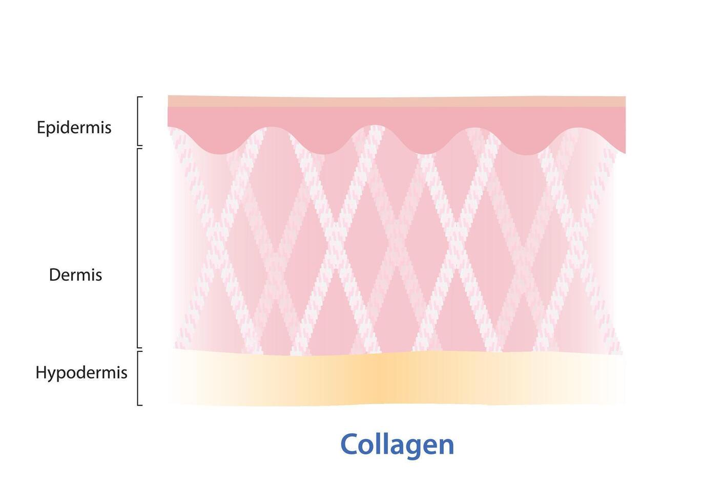 Collagen fibers in dermis skin layer illustration. Synthesis of collagen, white color protein that made of fibroblasts, gives strength and flexibility. It is found in skin, tendon, ligaments, bones. vector