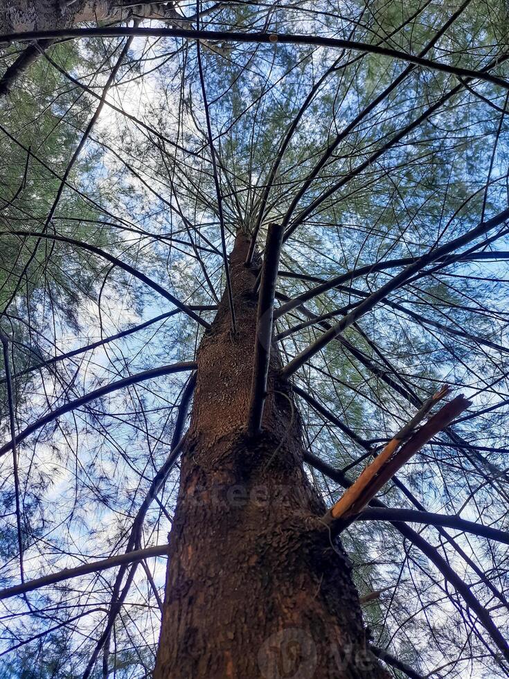 bottom view of tall pine tree with small branches against the sky photo