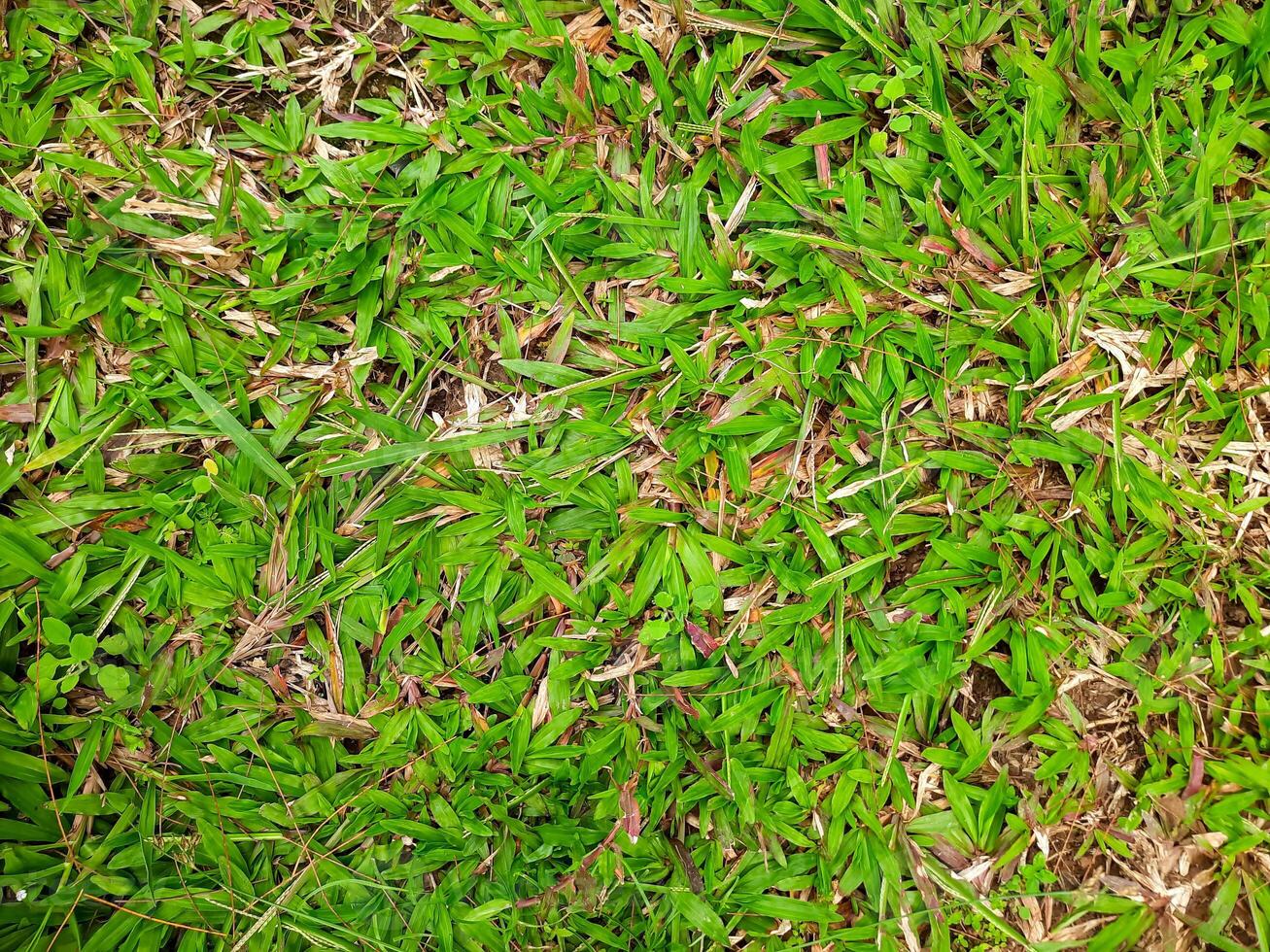close up of green field grass texture, top view. flat lay natural background photo