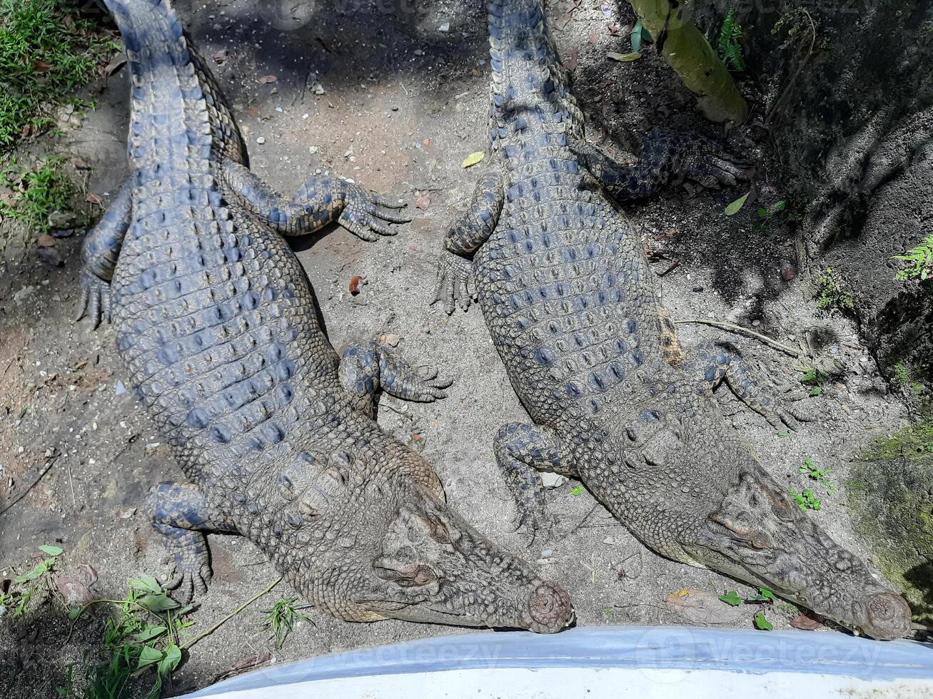 two crocodiles in the zoo. top view photo