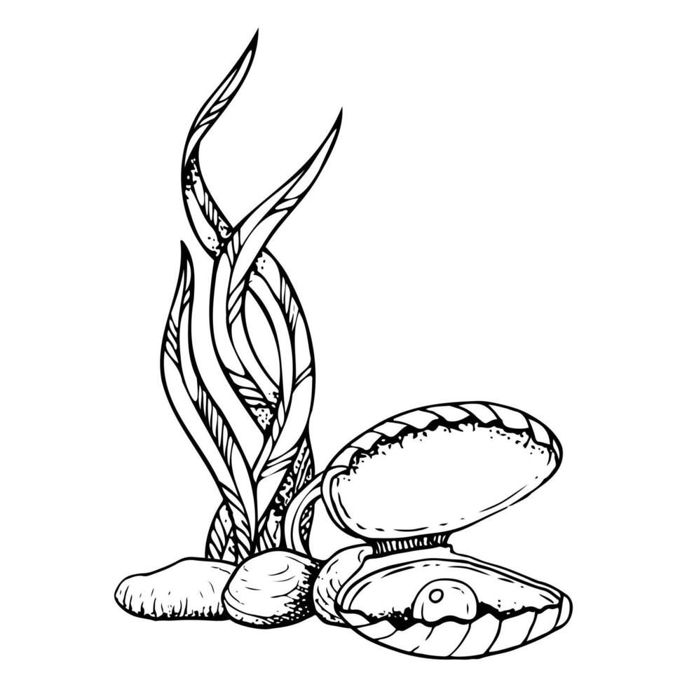 Black and white pearl in seashell near laminaria long seaweed and rocks illustration. Hand drawn ink graphic sketch of pearl mussels. Monochrome drawing for underwater marine design vector
