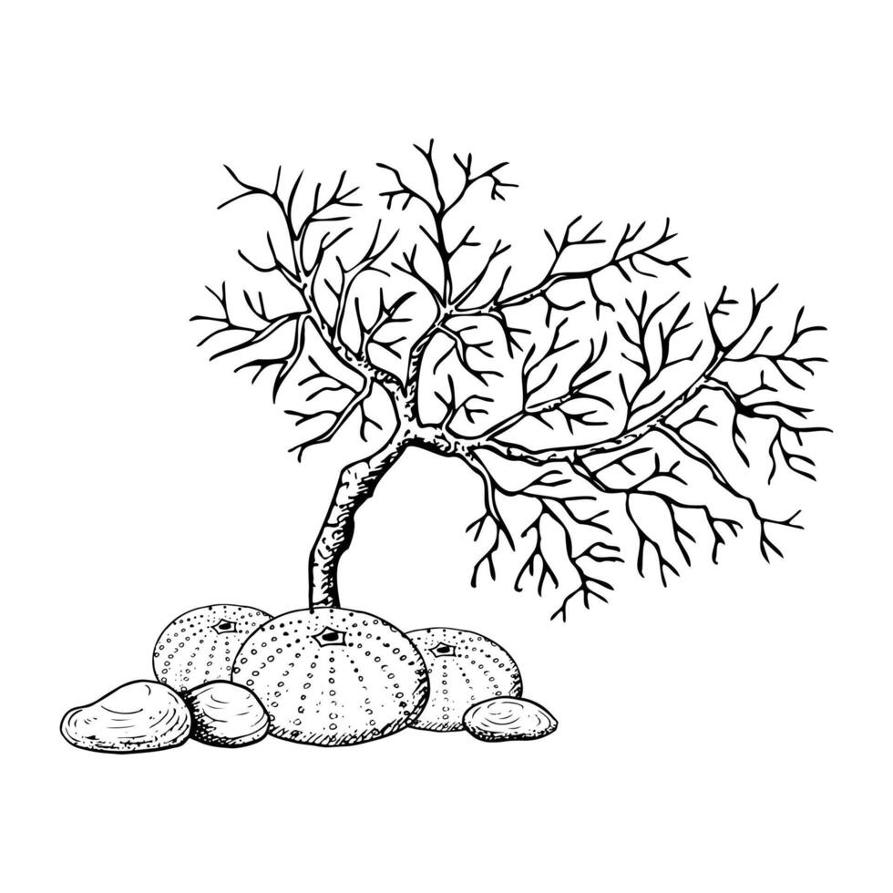 Black and white coral branch with sea urchin colony and rocks in ocean or Red sea line ink illustration. Tropical seabed animals in simple style. Underwater marine prints vector