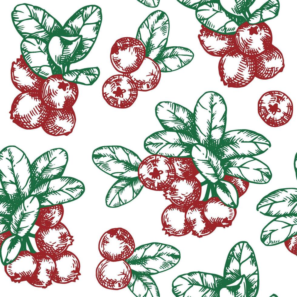 seamless pattern with cranberries. print in sketch style vector