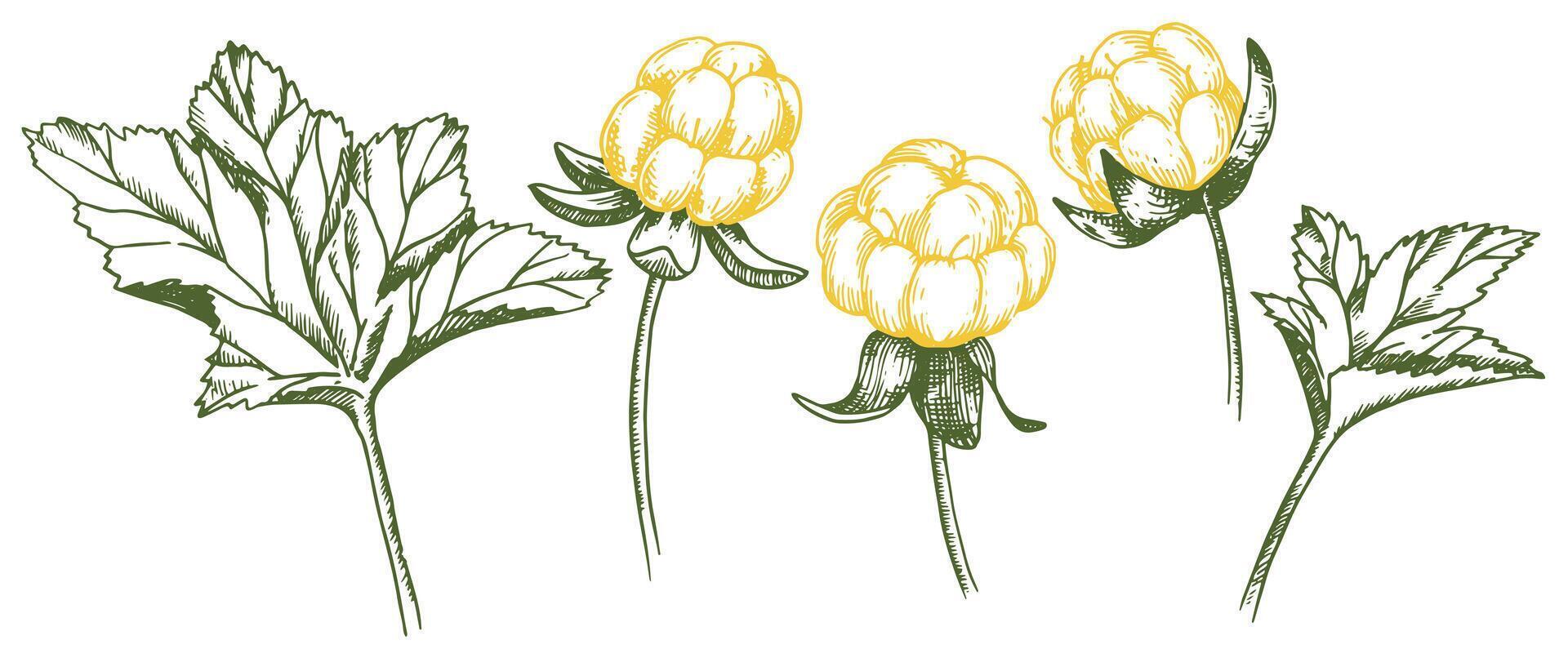 set of cloudberry leaves and berries. Sketch style illustration vector