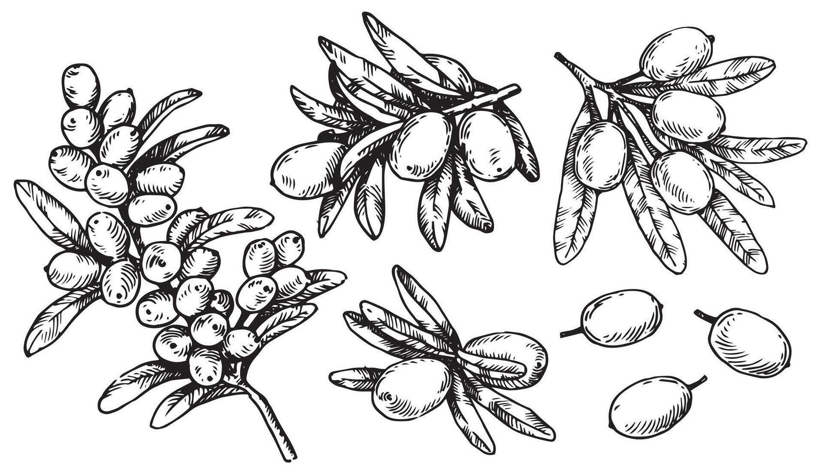 A set of sea buckthorn leaves and berries images. Sketch style illustration vector