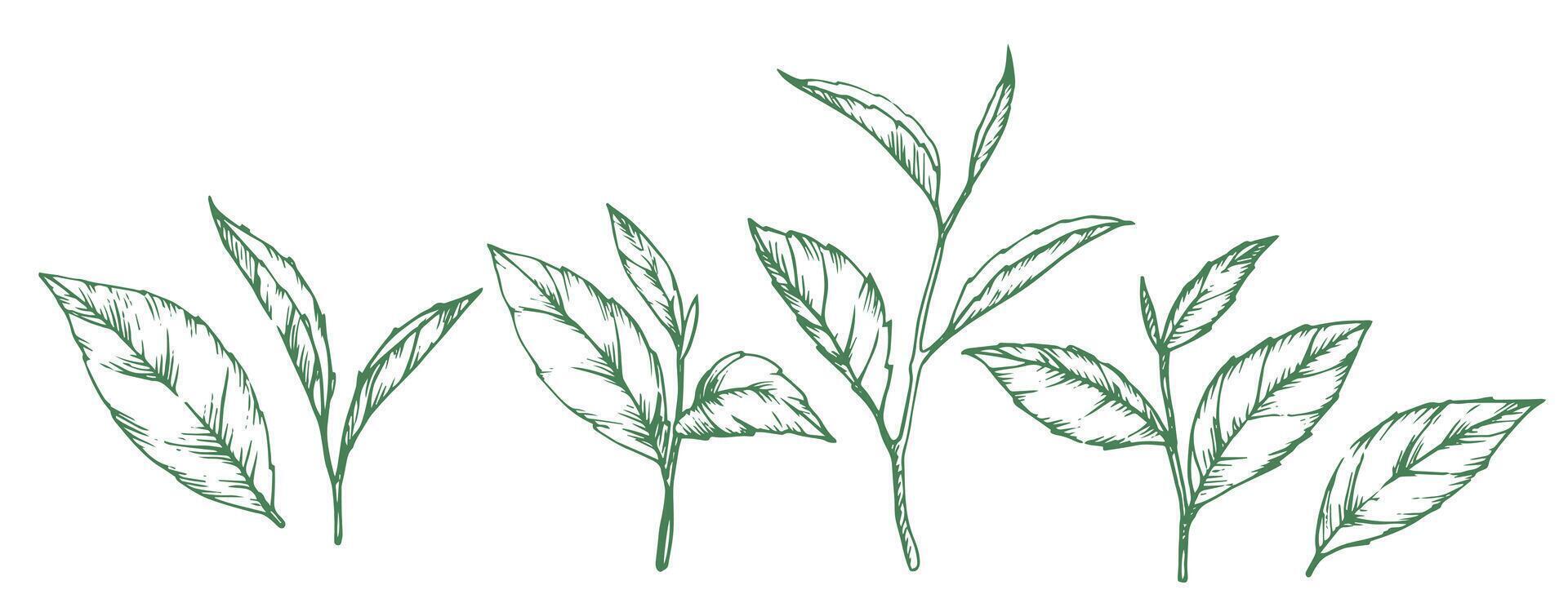 set of green tea leaves. illustration in sketch style vector