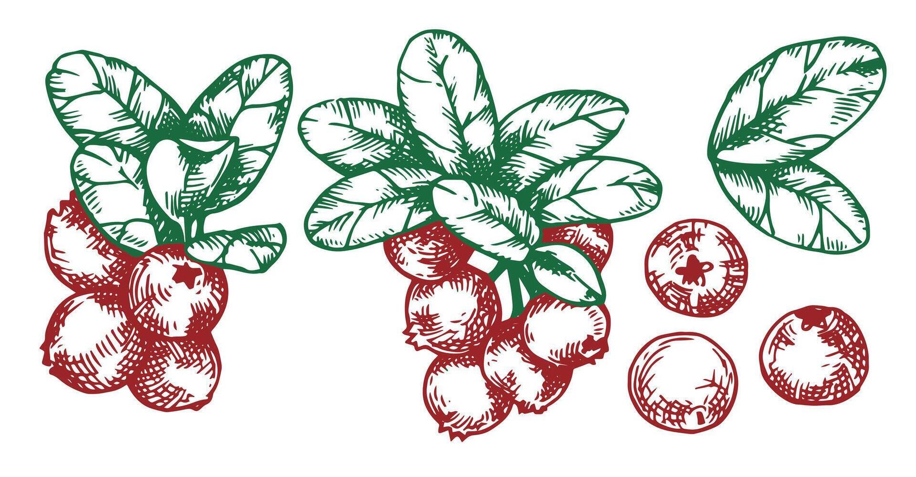 Cranberry leaves and berries set. Sketch style illustration vector