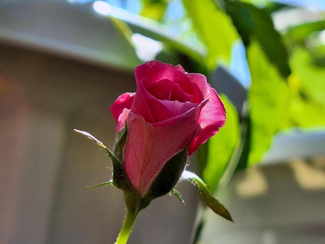 Close up of red roses in the garden. photo