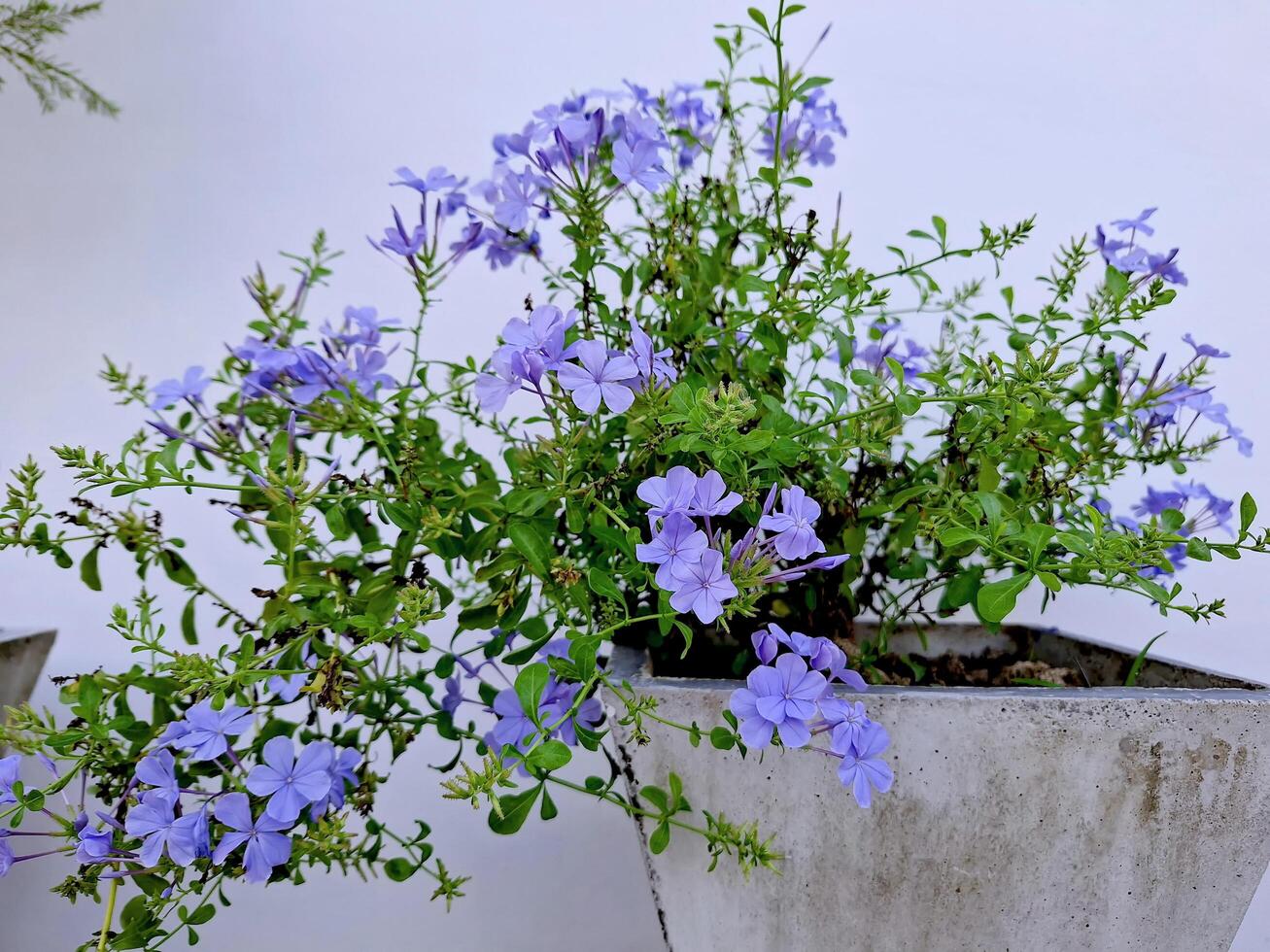 Close-up of a group of beautiful Plumbaginaceae. photo