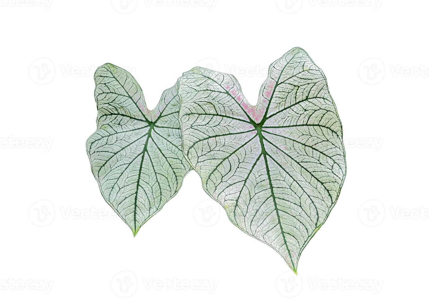 isolated leaves of Caladium bicolor Vent on white background. The leaves are heart shaped and come in a variety of colors. Soft and selective focus. photo