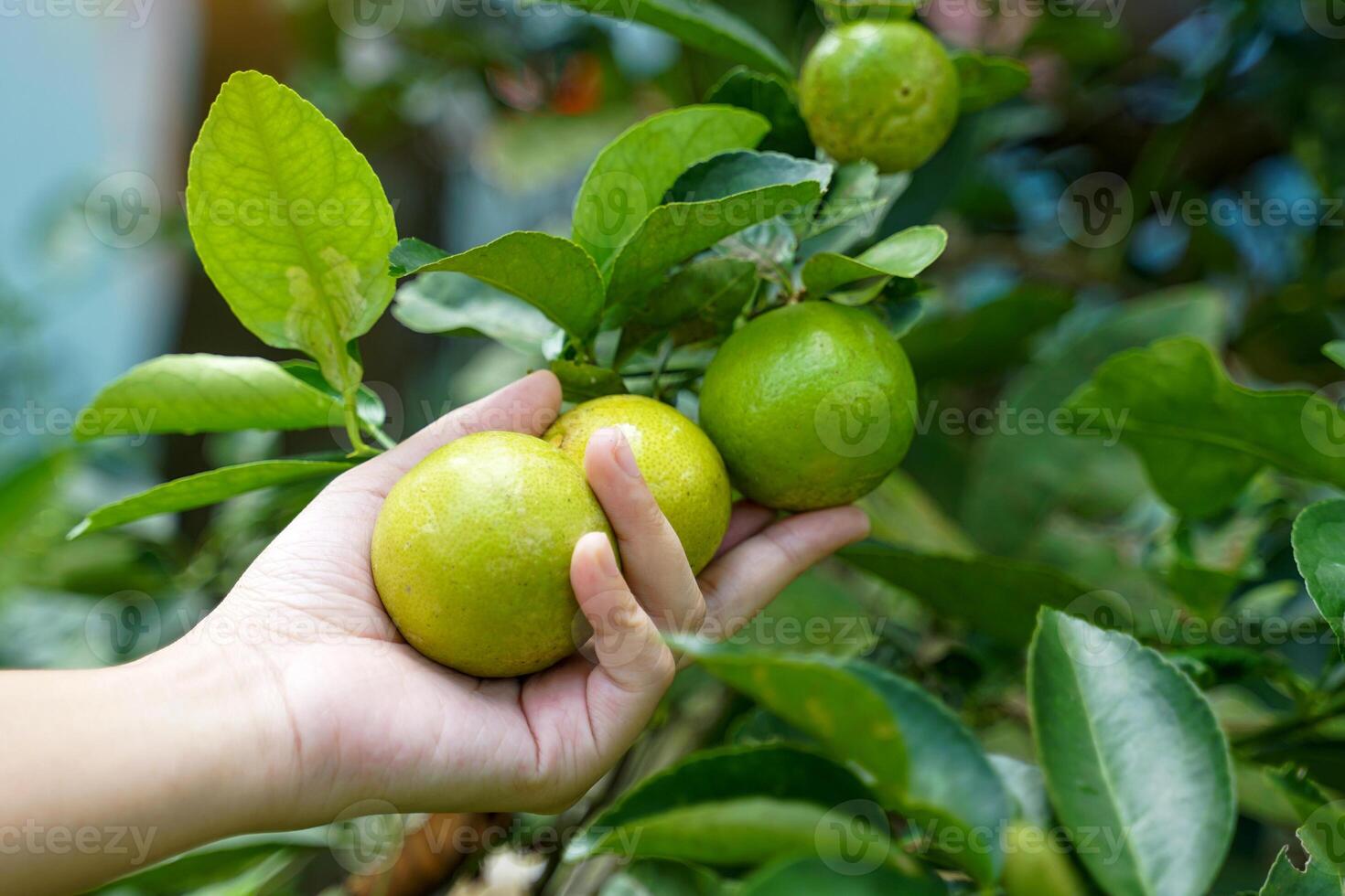 Hand picking lime from garden plots to use in Thai cooking. Soft and selective focus. photo