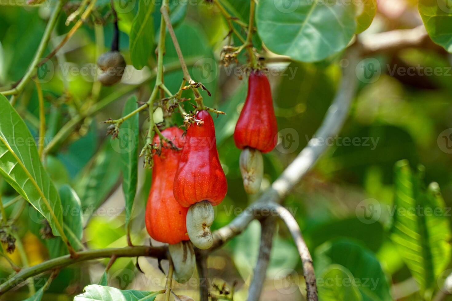 The cashew trees in the garden were full of ripe, bright red fruit. The fruit looks like rose apple or pear. At the end of the fruit there is a seed, shaped like a kidney. photo