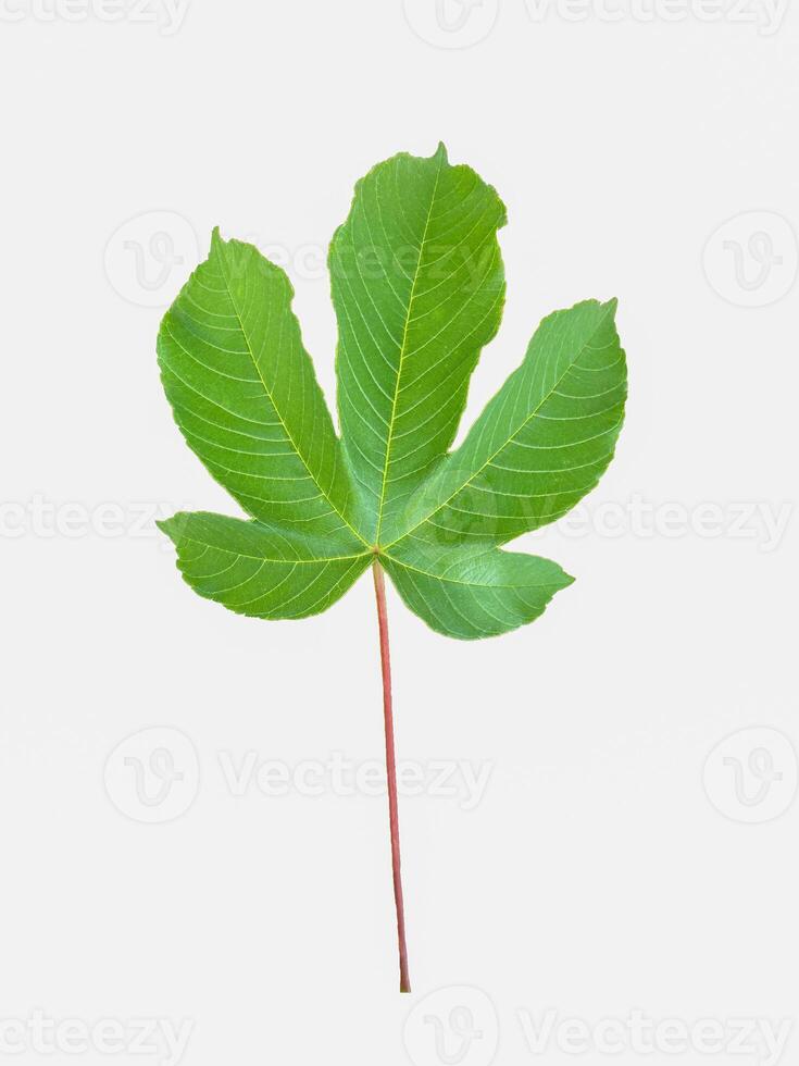 isolated Cochlospermum regium leaves on a white background. The leaves are single, alternately arranged, with 5 deeply pointed lobes. The leaf base is concave and heart-shaped. photo