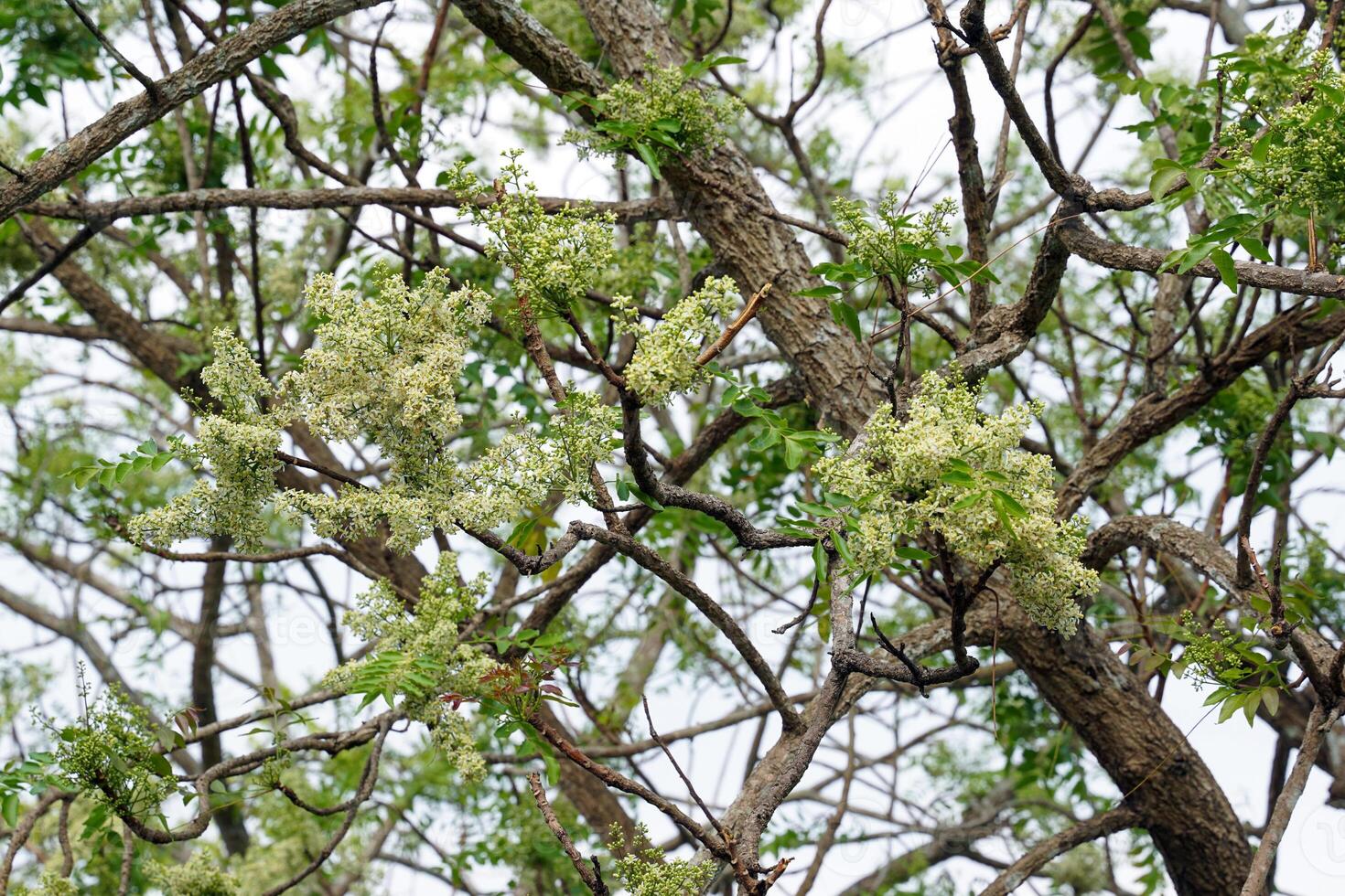 Siamese neem tree has feathery compound leaves. The leaves are smooth, shiny green. The flowers appear in clusters at the ends of the branches while the young leaves are soft white. photo