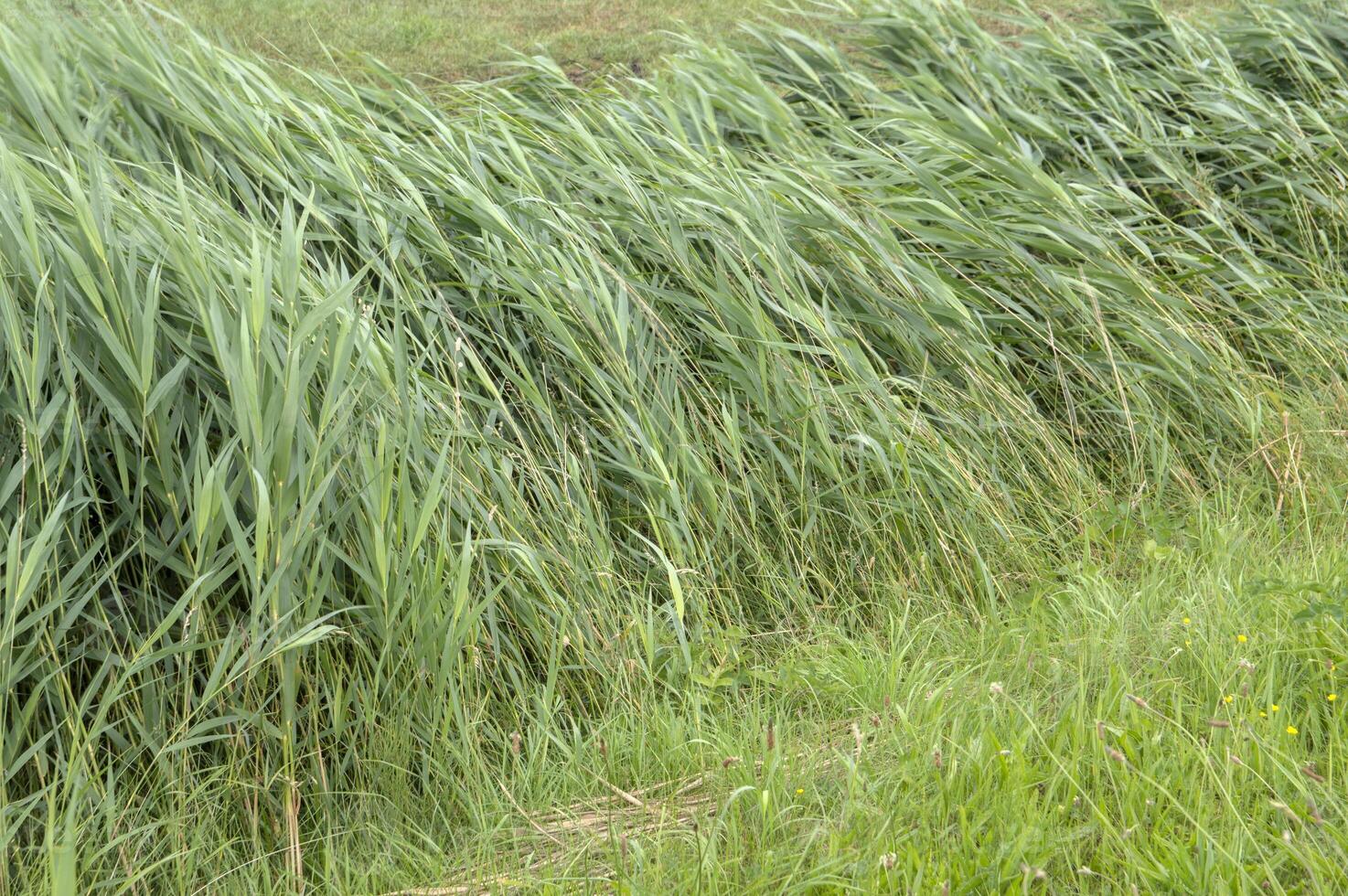 Close Up Reeds Smashed By The Wind At Naarden The Netherlands 30-6-2020 photo