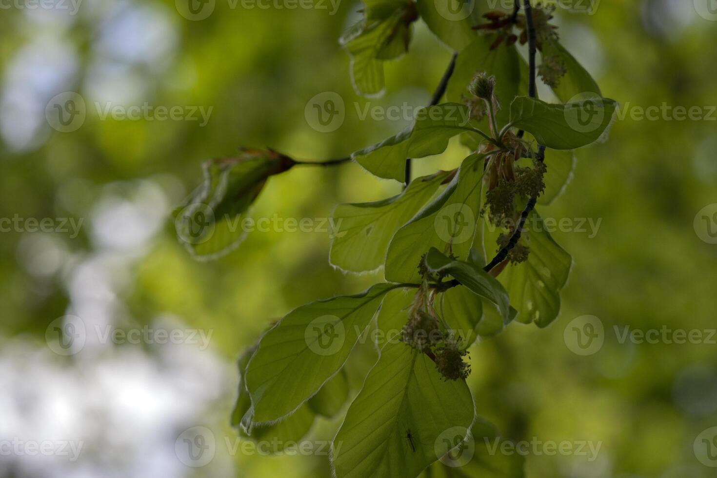 Fagus Sylvatica Pendula Tree At Amsterdam The Netherlands 26-4-2020 photo