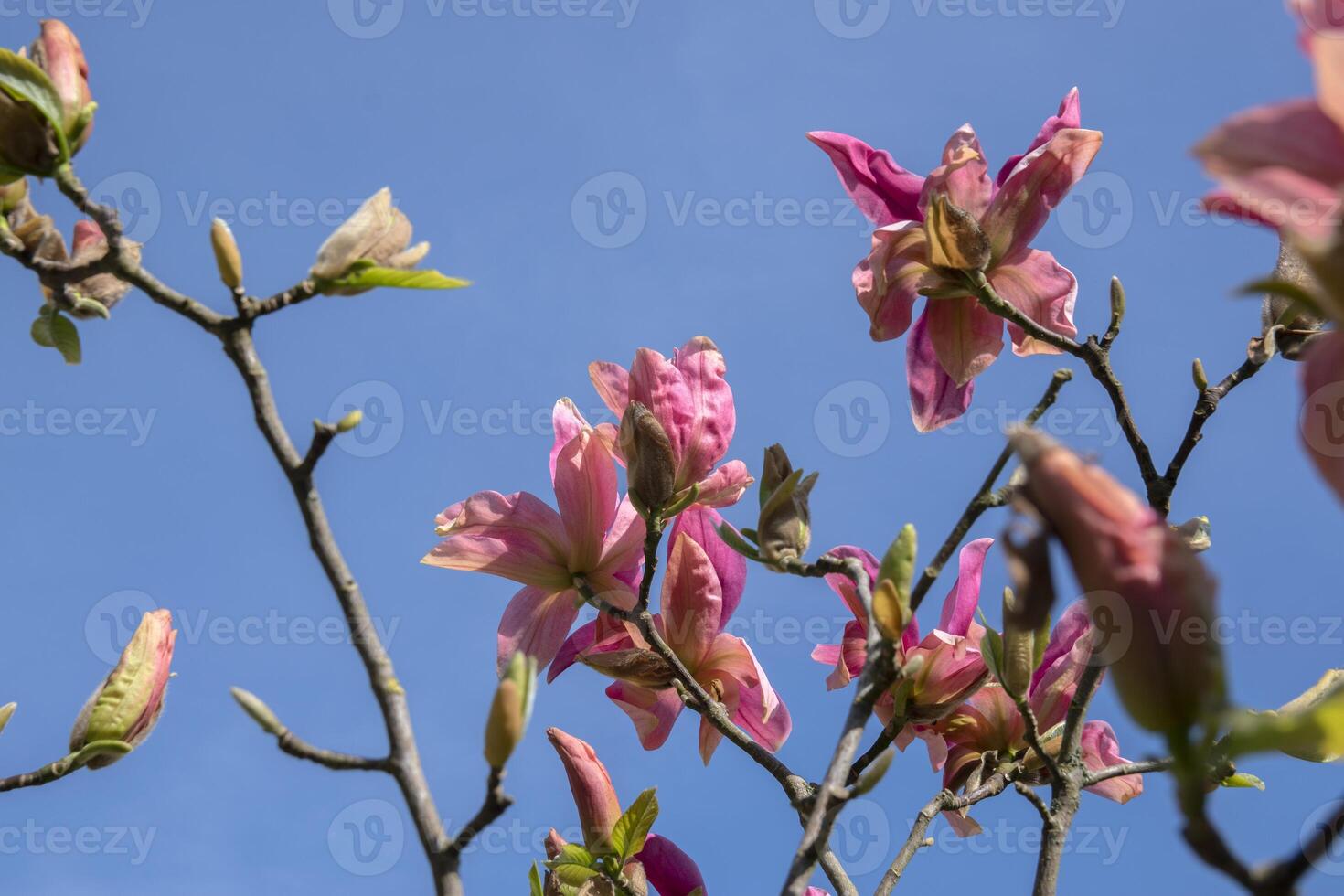 Close Up Magnolia Daybreak Tree With Flowers At Amsterdam The Netherlands 7-4-2020 photo