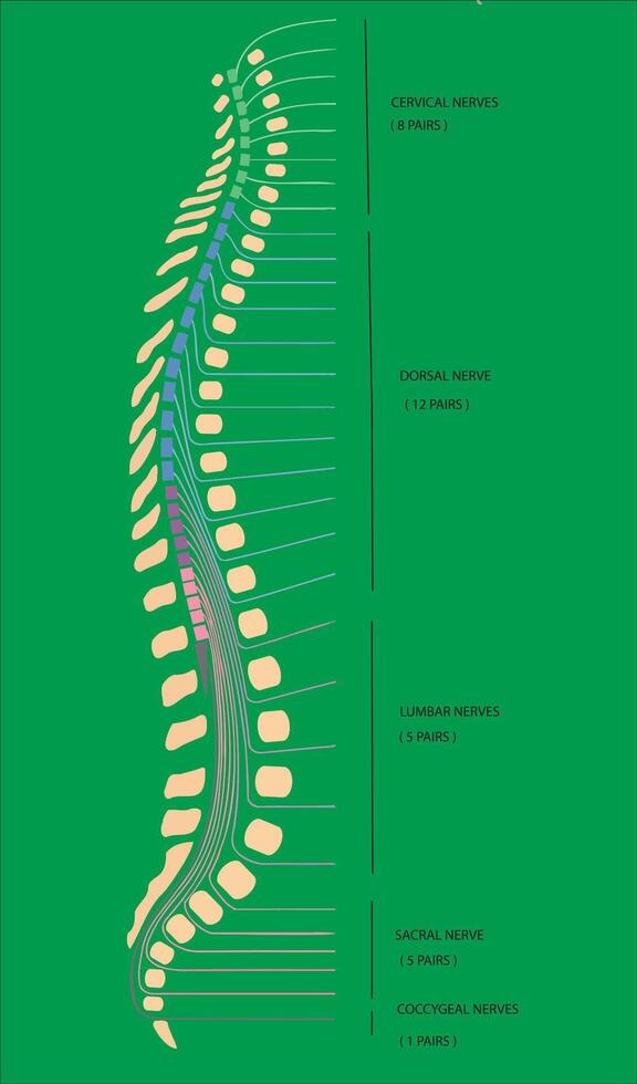 Human spine showing cervical, dorsal, lumbar, sacral and coccygeal nerves vector