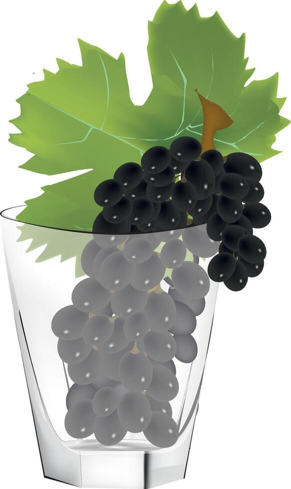Bunch of purple grapes lying in a glass with a leaf on white background vector