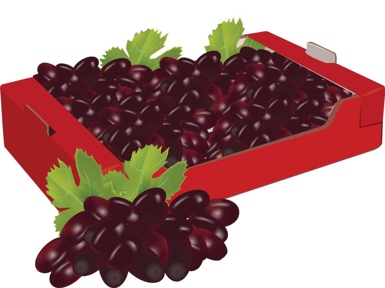 Red cardboard box overflowing with freshly picked black grapes vector