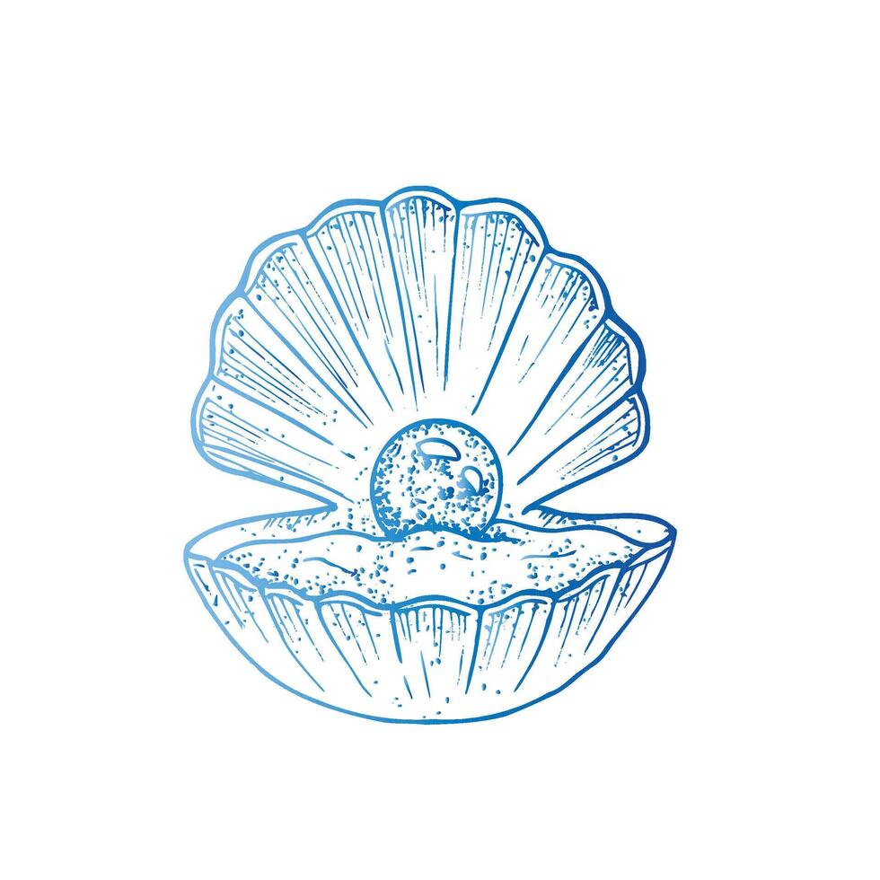beautiful shell. Hand painted line opened oyster seashell with pearl. Graphic clip art isolated on background. Underwater illustration. For designers, invitations, decoration, postcards vector