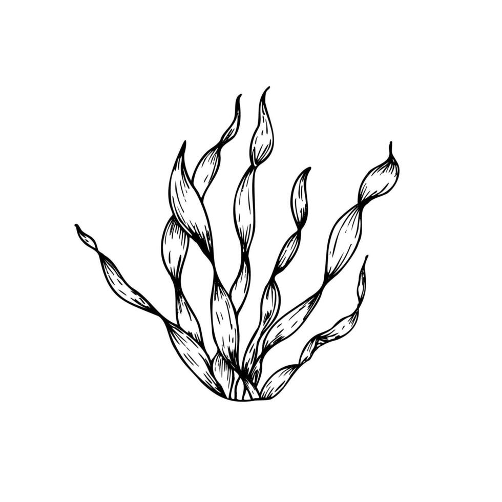 algae. Hand painted line seaweed, laminaria sketch. Graphic tropical clip art isolated on background. Underwater illustration. For designers, invitations, decoration, postcards, wrapping paper vector