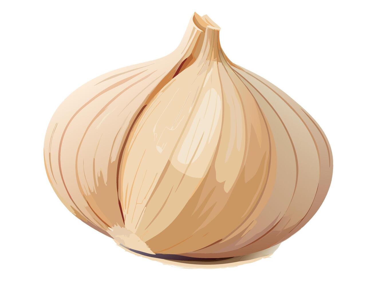 Two garlic bulbs resting on a white background vector