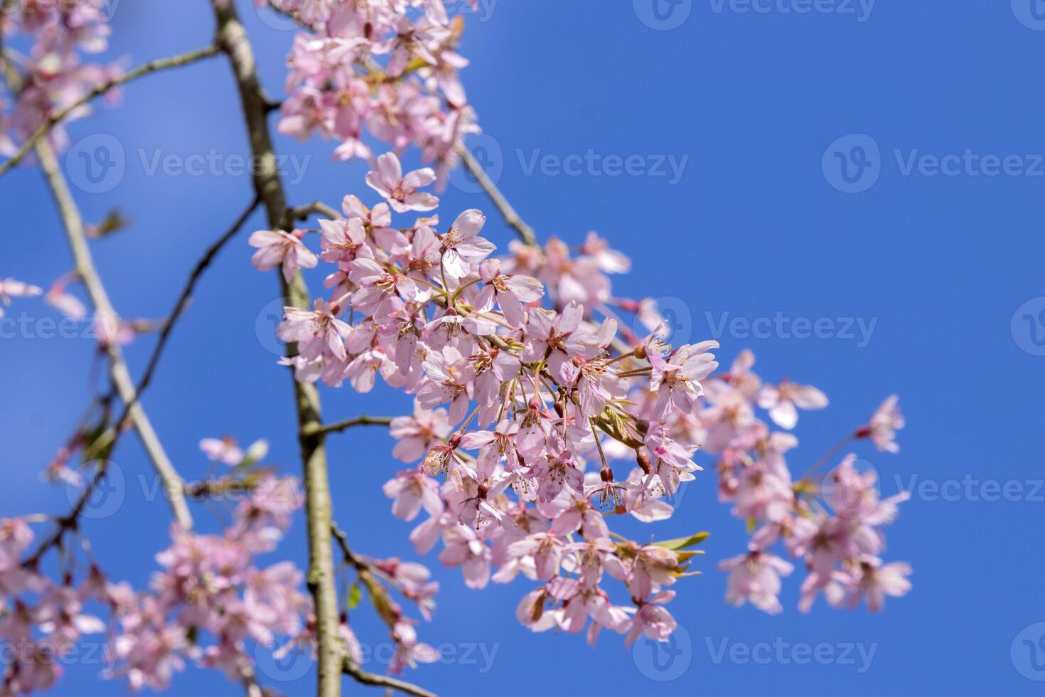 Close Up Prunus subhirtella Tree With Flowers At Amsterdam The Netherlands 12-4-2021 photo