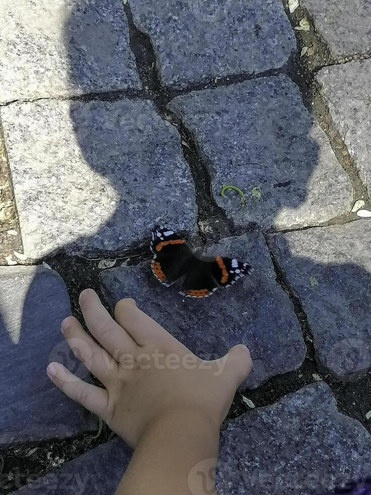 The boy is trying to catch a butterfly with his hand photo