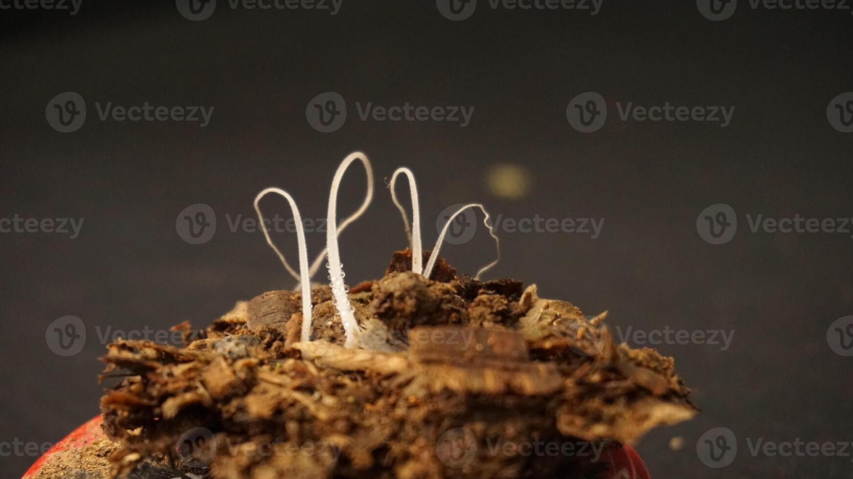 Three delicate white hairlike structures rising from brown soil. Perfect for illustrating growth, nature, environment, and beginnings in designs. photo