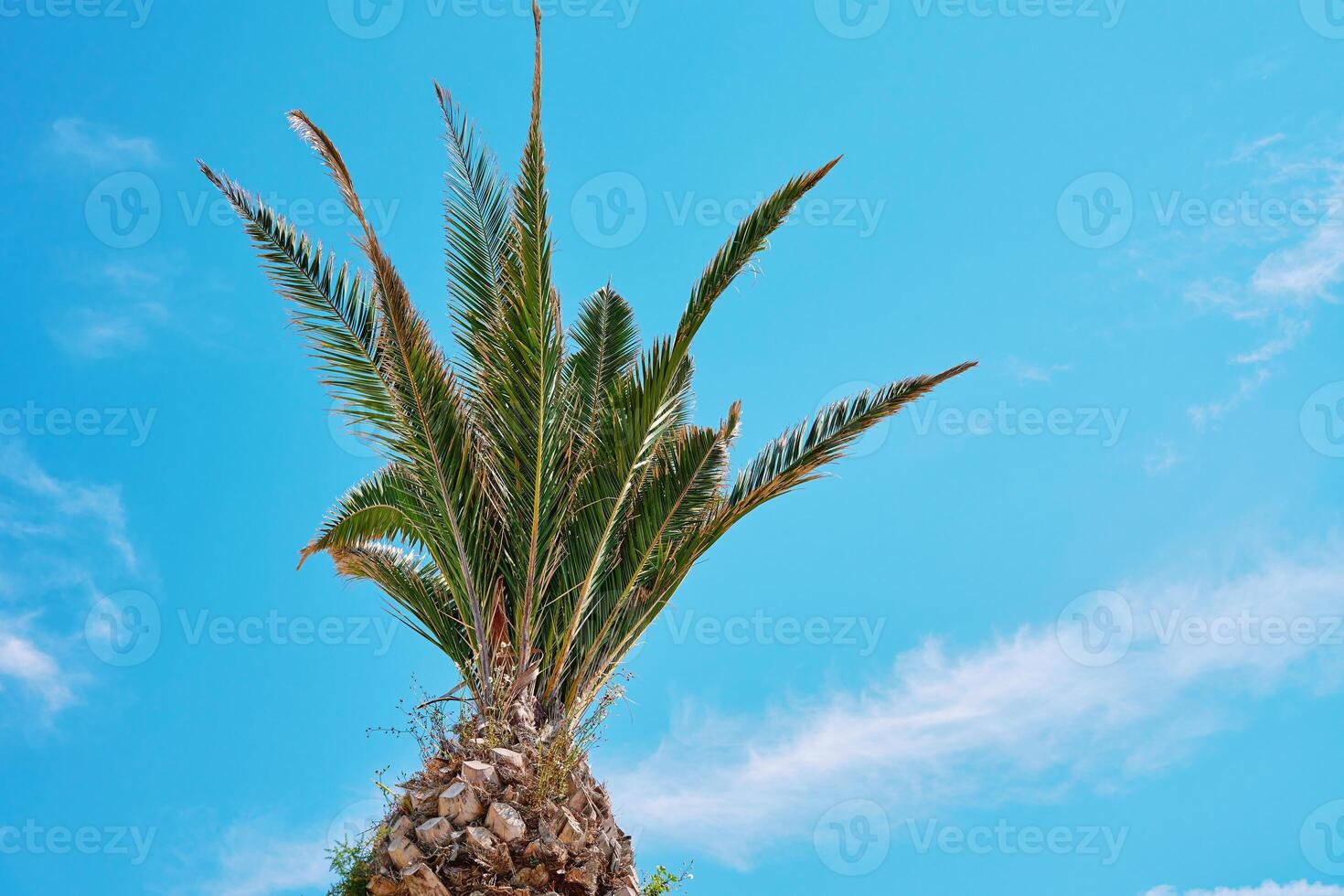 Upward view of palm tree with its fronds spreading out against clear blue sky. Summer background with tropical trees with green leaves photo