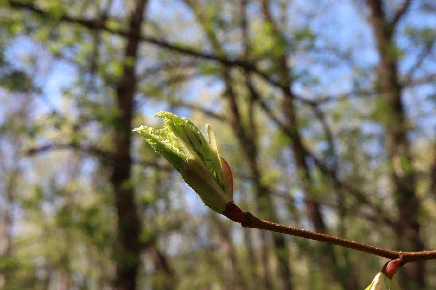The appearance of the first leaves in the spring forest photo