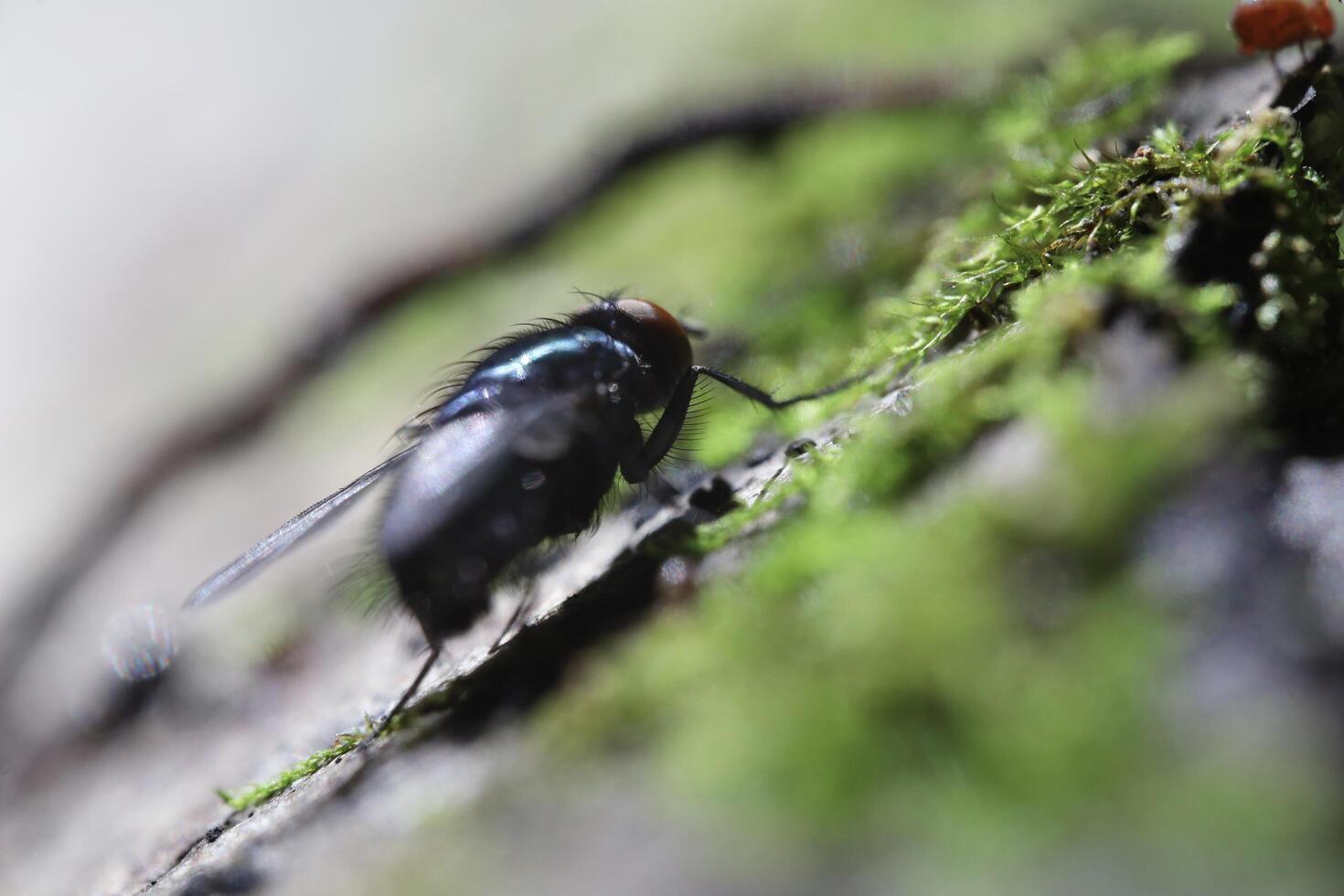 A fly on a moss covered tree, summer insects photo