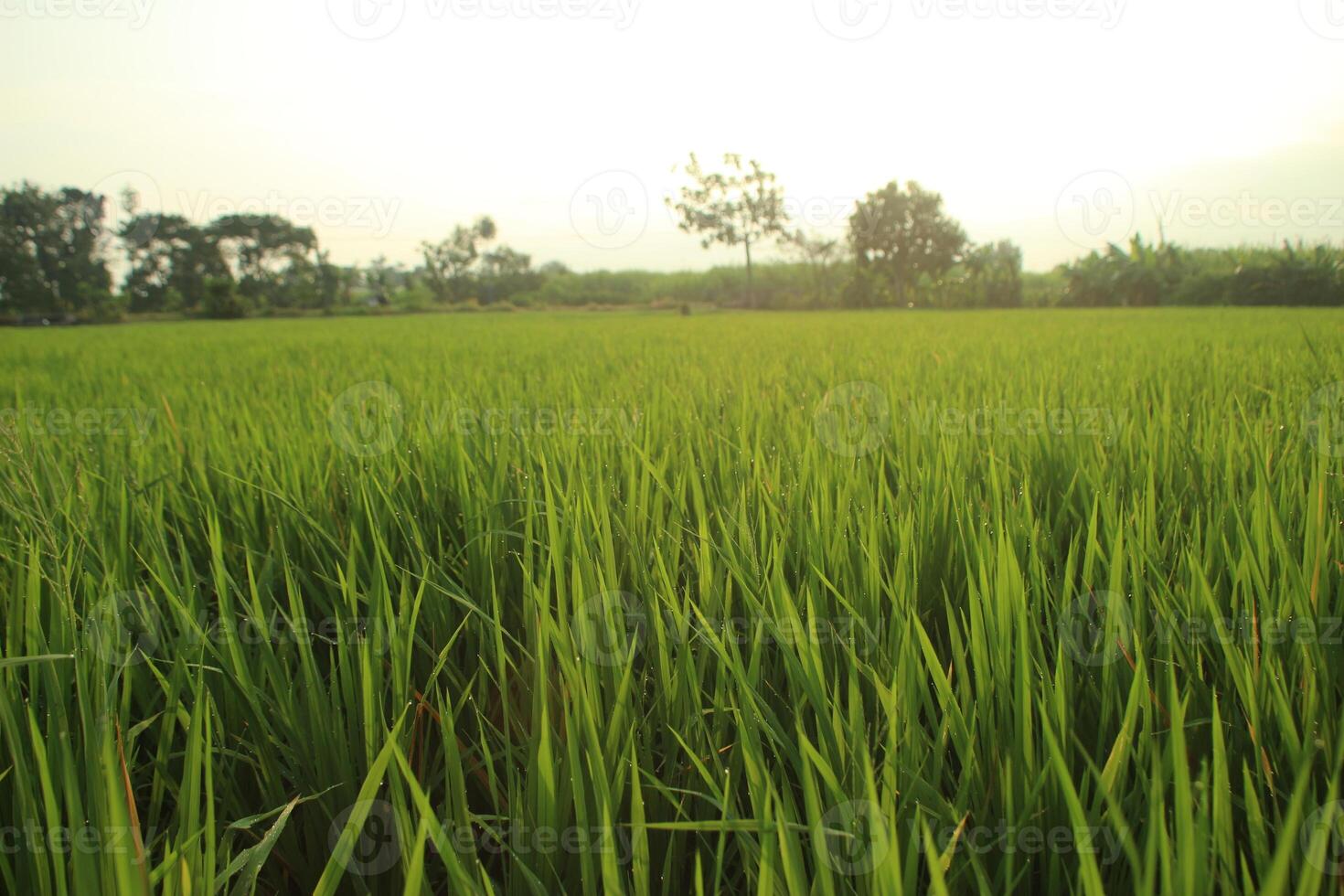 Beautiful Padi Padi Rice Fields in Asian Indonesian village in the morning at sunrise photo