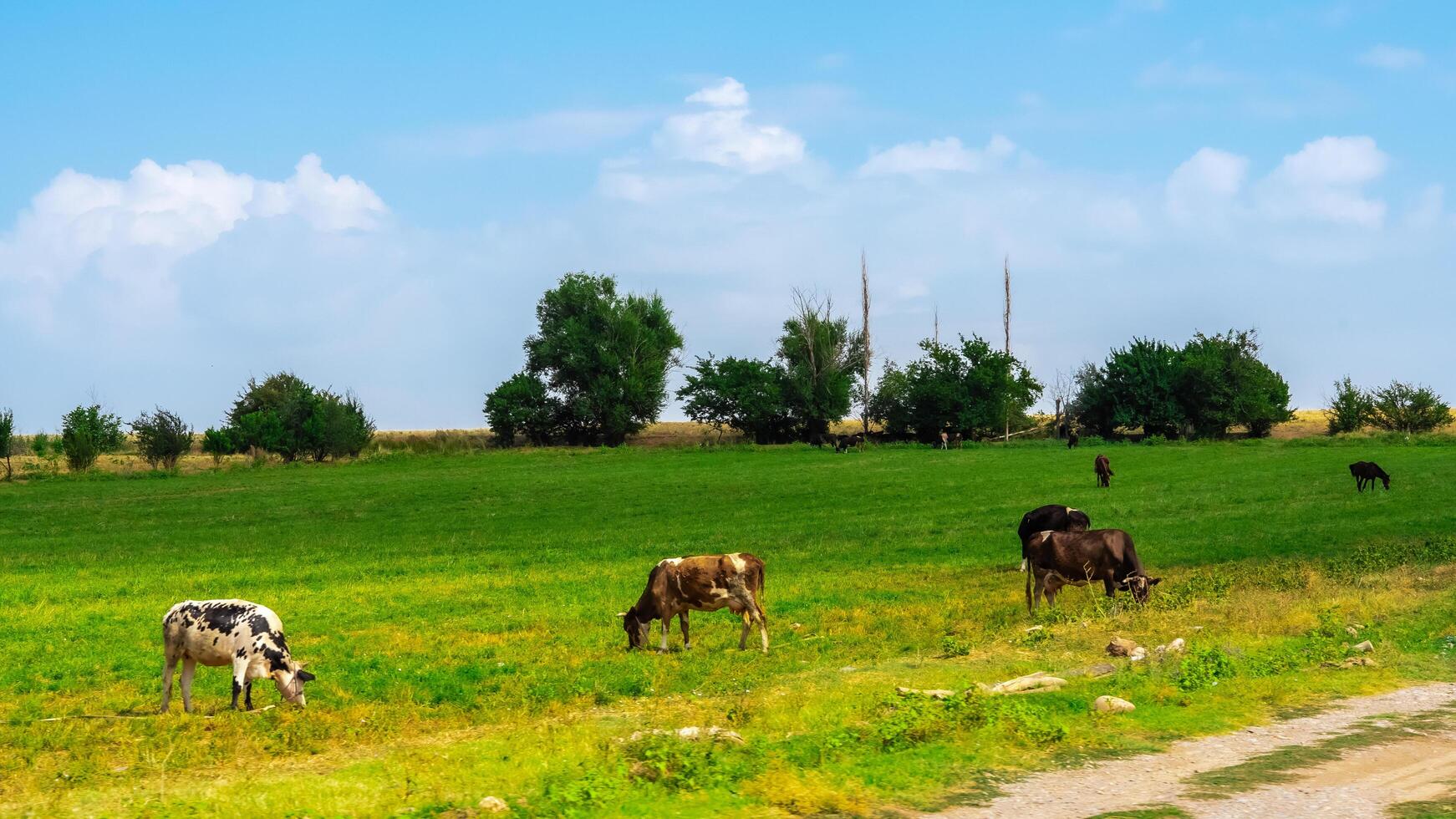 cows eat grass in the meadow photo