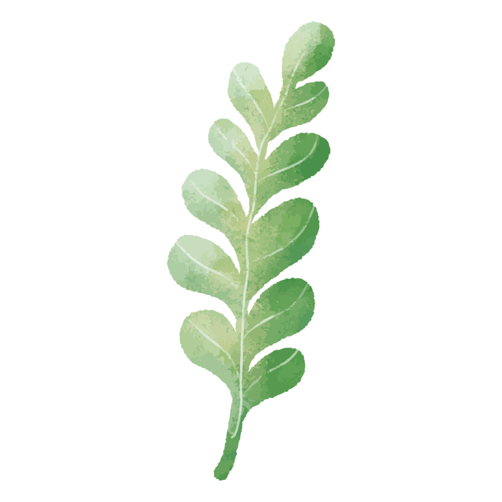 Light Green Leaf Watercolor Design png