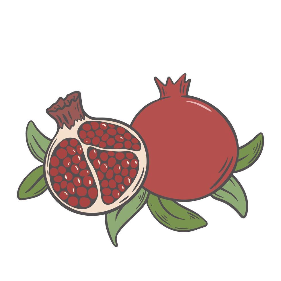 Ripe pomegranate fruits whole and half vector