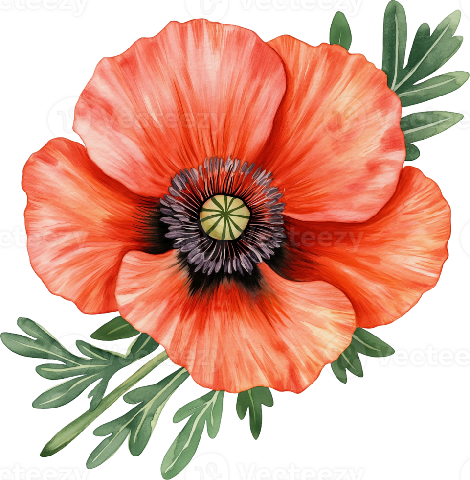 an orange poppy flower on a transparent background png