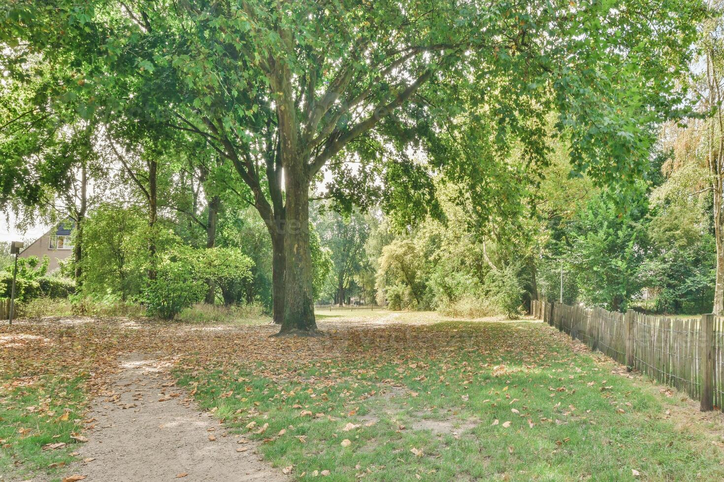 A path through a park with trees and grass photo