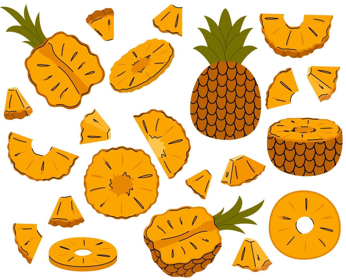 A big set of pineapple fruit. Whole pineapple, half, peeled, chopped, slices, sections, parts of tropic fruit vector