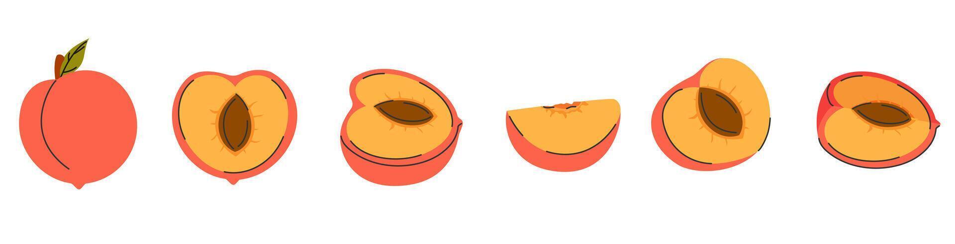 Peach fruit set, whole, half, slice, quarter, segment. Collection of peach fruit in hand drawn doodle style vector
