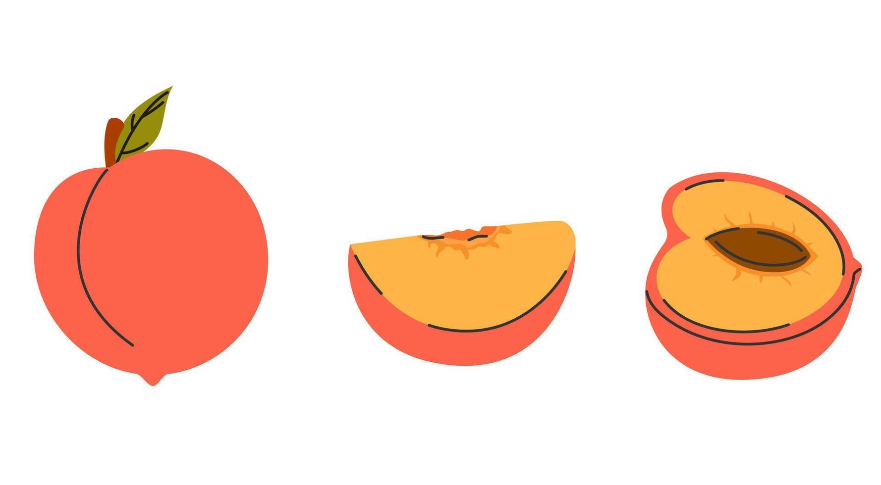 set of whole, half, and sliced peaches. Hand drawn, isolated, perfect for food or summer designs vector