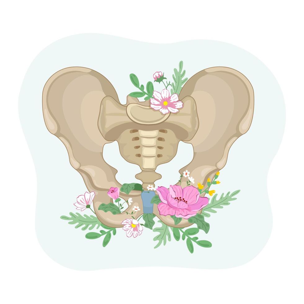 Imaging the pelvic bones, pelvic floor and pelvic organ health concepts. Women's Health. vector