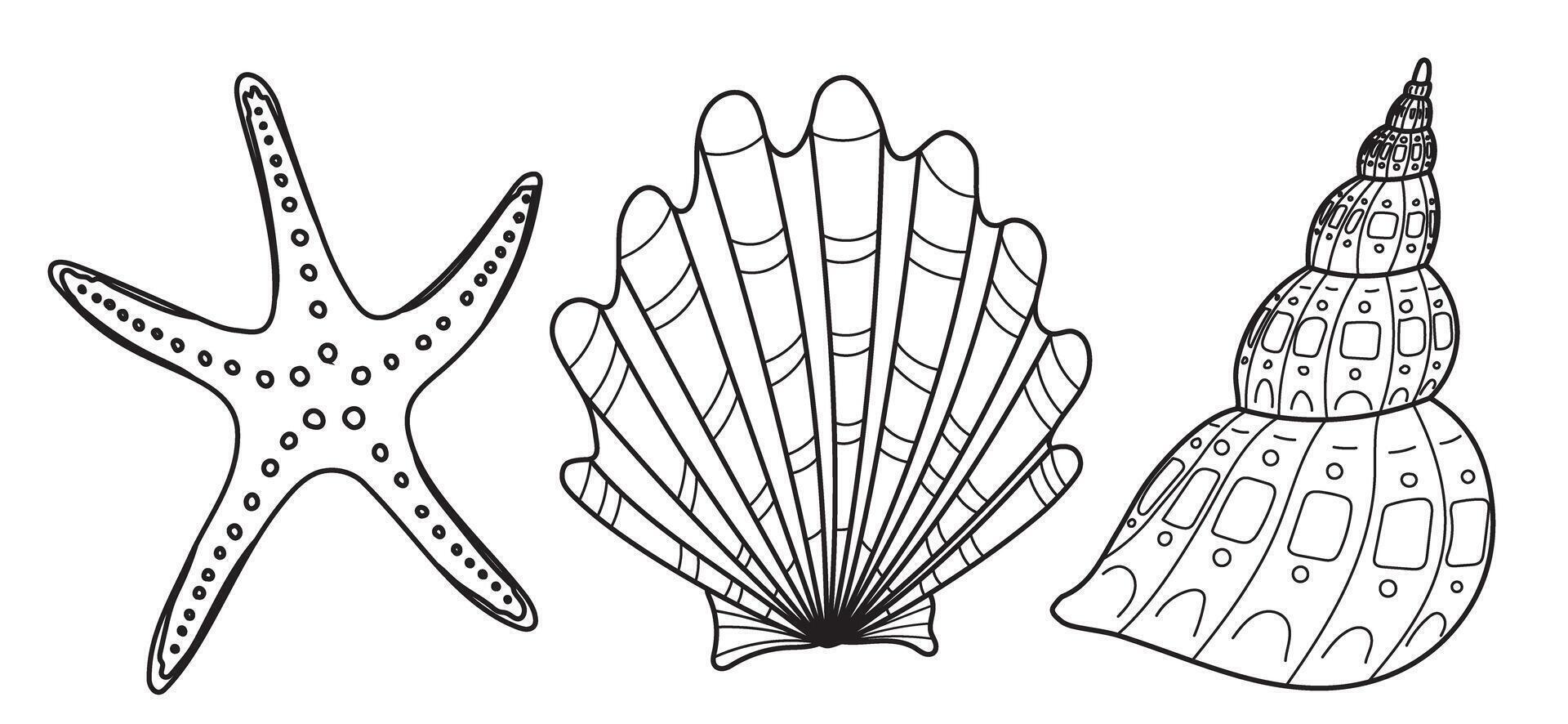 Seashells set. Linear drawing of starfish and scallop painted by black inks in etching style. Nautical illustration of sea shells on isolated background. Engraving of cockleshells. vector