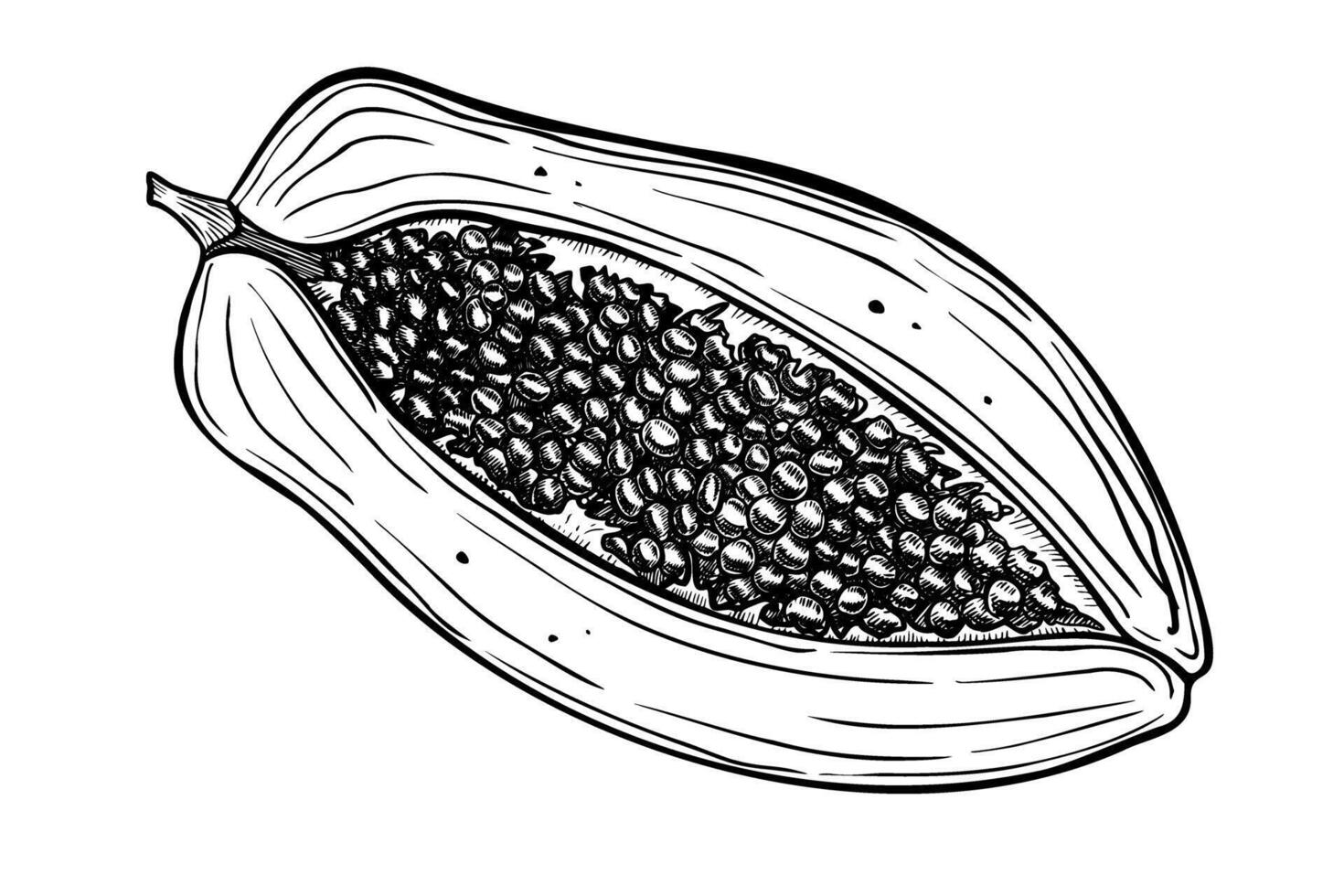 half of Papaya. Hand painted illustration of Exotic tropical Fruit on isolated background. Linear drawing of healthy dessert. Black Etching of pawpaw for product packaging design. vector