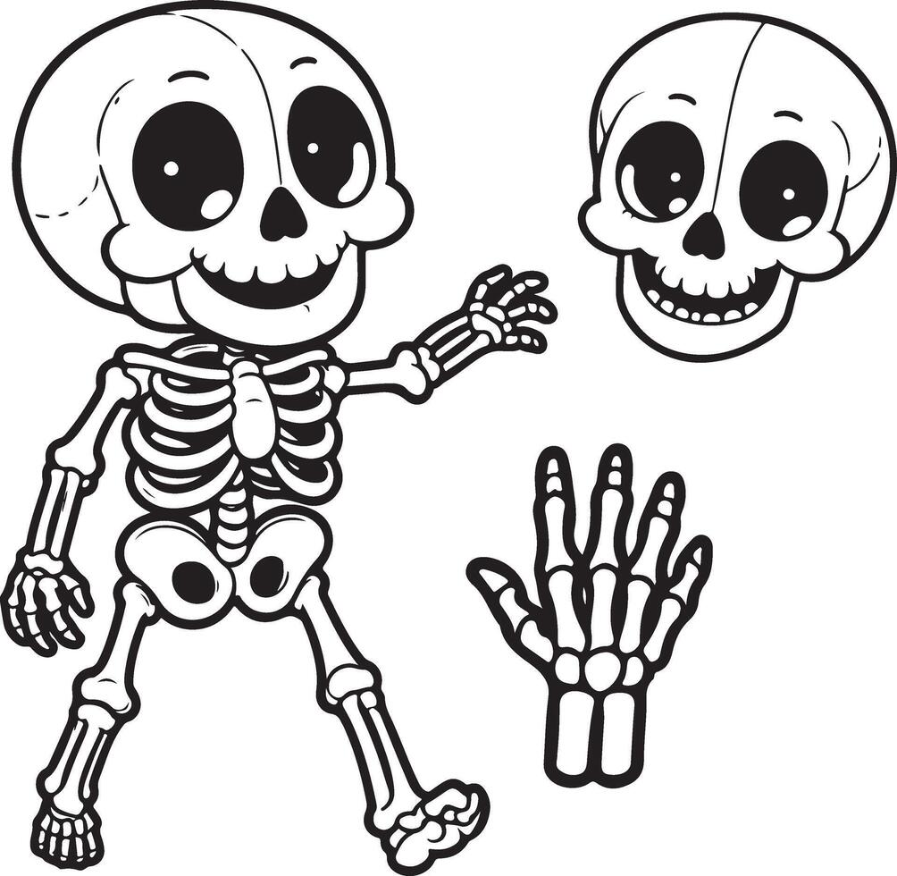 Different parts of the skeleton vector