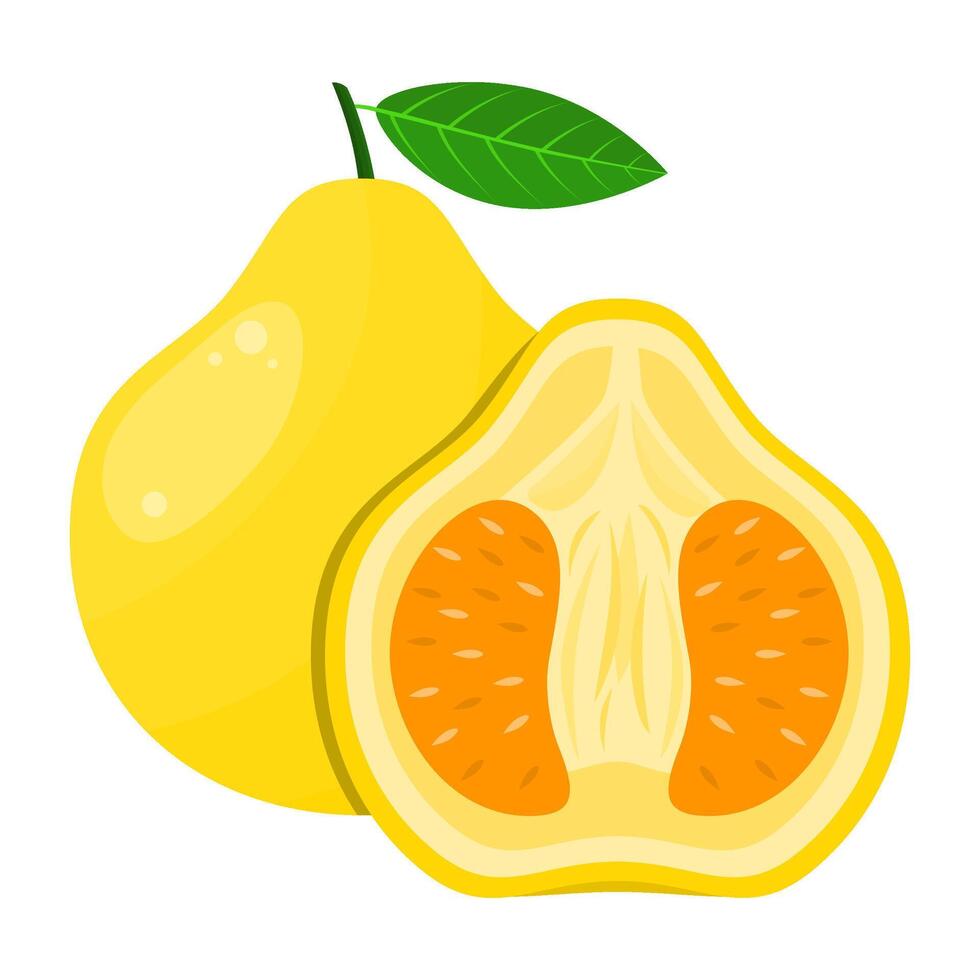 Ugli fruit is a fruit that has a refreshing sweet, sour, slightly bitter taste. This fruit can grow in tropical and subtropical climates vector