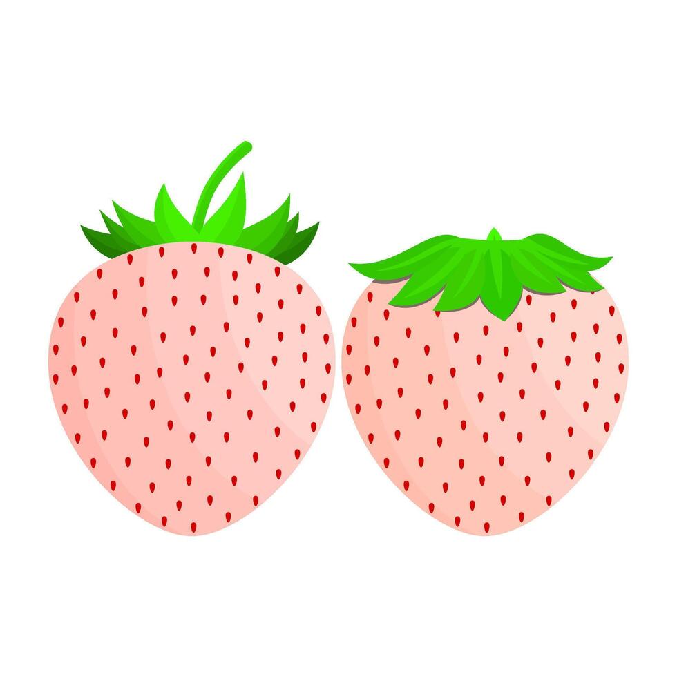 Pineberry Fruit Is A Fruit That Has A Sweet, Slightly Sour And Fresh Taste. This Fruit Usually Grows In The Americas And Europe vector