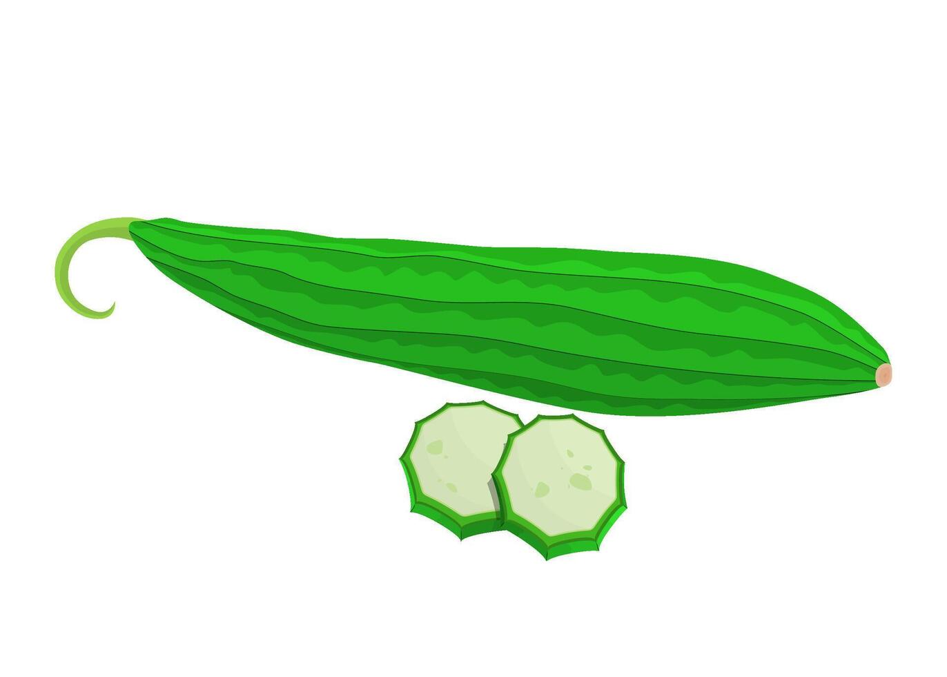 Fresh Whole Luffa Gourds in Design vector